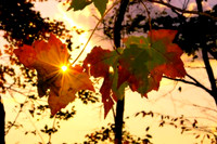 DSC_0146email.jpg