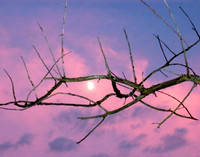 moon branch cropped.jpg